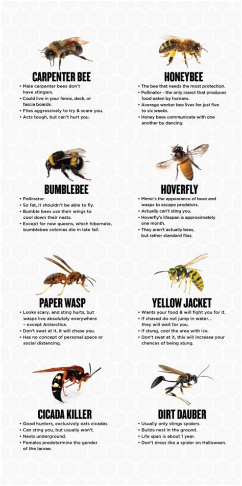 Types Of Wasp Nests