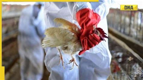 Bird Flu: Will largest avian influenza outbreak in recorded history ...