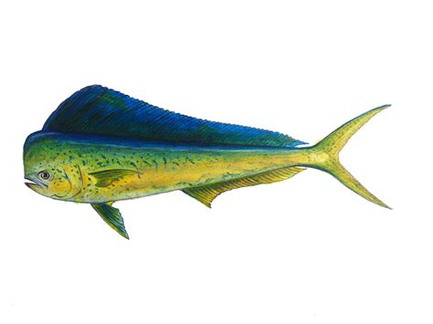 Mahi Mahi, Dolphin Fish, Acrylic Art, 18 X 12, Original Art - Etsy