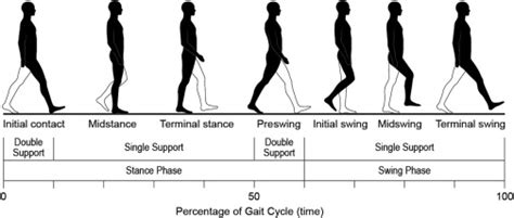 Hemiparetic Gait | Musculoskeletal Key