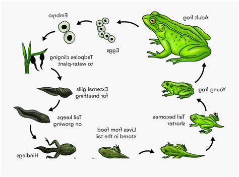 Frog"s Life Cycle - Life Span Of A Frog , Free Transparent Clipart ...