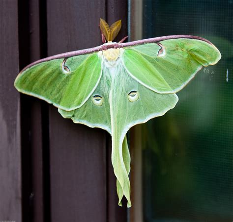 Creature Feature: The Mysterious Luna Moth - Cape Elizabeth Land Trust