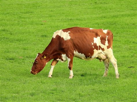 cow eating grass - The-Cookingpot