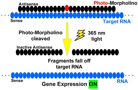 Photo-Morpholinos | Gene Tools, LLC