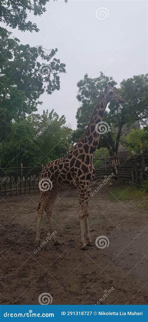 Baby giraffe in the zoo stock image. Image of mammal - 291318727