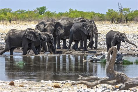 3 Day Etosha Wildlife Tour - Oshili Namibia Travel and Tours CC