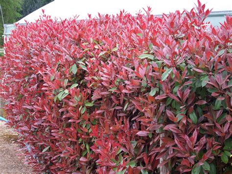 Photinia Red Robin hedge, plants available from www.hedgesonline.com ...