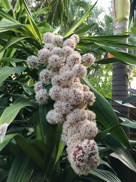 Corn Plant Flower Images - Beautiful Insanity