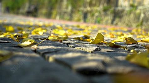 Autumn Leaf Fall Falling Leaves Fallen Beautiful Powerpoint Background ...