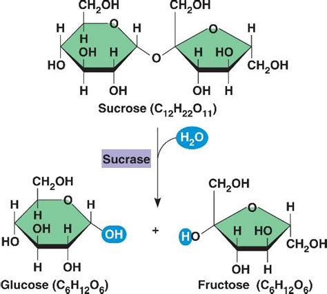 pata: sucrose enzyme