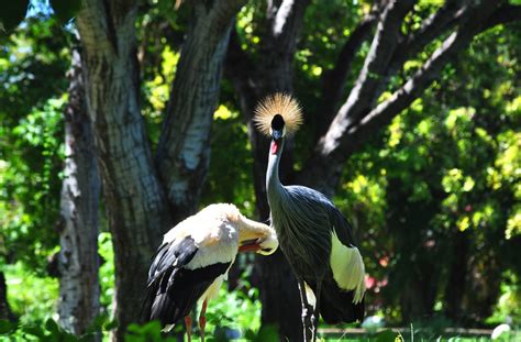 African Crowned Crane and White Stork - ZooChat