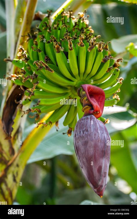 Grow Bananas From Seed For An Exotic Plant Gardening Advice, 57% OFF