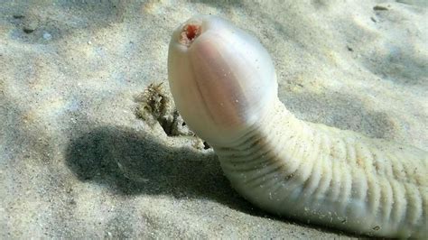 Meet Priapulida, the most intimidating worm in the world [4 images ...