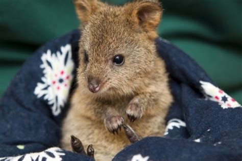 Baby Quokka | Cute animals, Cute wild animals, Baby animals