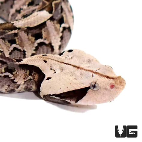 Baby West African Gaboon Viper - Underground Reptiles