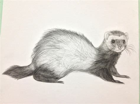 Ferret Pencil sketch by Balatronical on DeviantArt