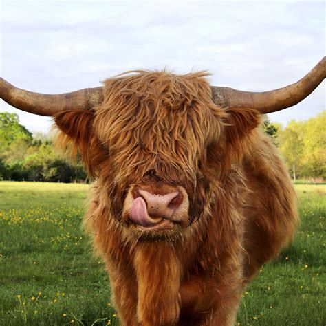 Highland Cow Photo With Tongue Out. Color Cow Photo. - Etsy Finland