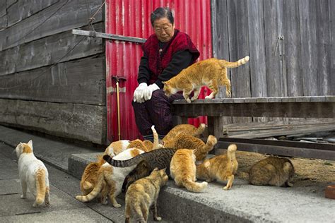 Tashirojima - Cat Island