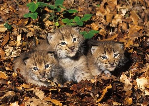 Iberian Lynx Cubs