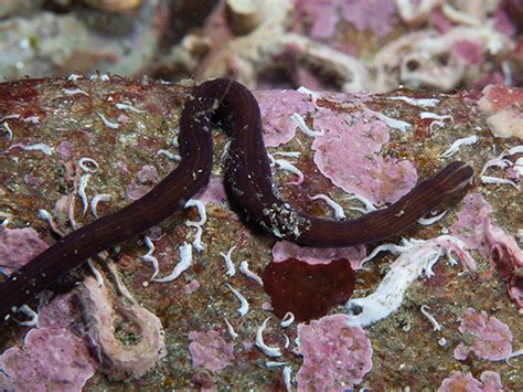 Giant Ribbon Worm - Lineus longissimus