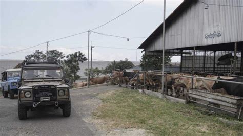 Mengenal Sapi Perah Jersey di Greenfields Farm Malang, Mungil Tapi ...