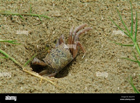 crab burrowing a hole in the sand Stock Photo - Alamy