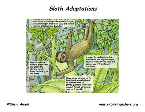 Adaptations of the Three-toed Sloth