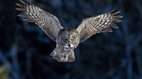 Flying Owl, Flying Owl wallpaper. | Beautiful Owls | Pinterest | Owl ...