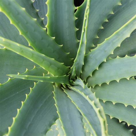 5 Aloe Vera Benefits for Digestive Health | Dr. Heather Tick MD