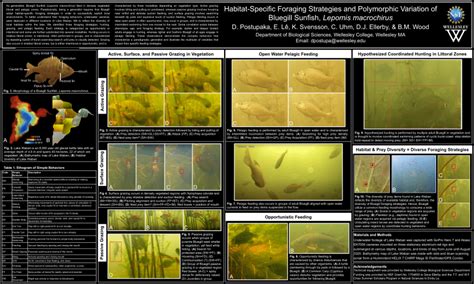 (PDF) Habitat-Specific Foraging Strategies and Polymorphic Variation of ...