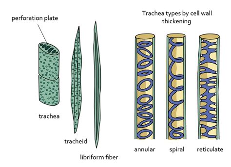 Xylem Tissue Xylem Cell Diagram Aflamneeeak