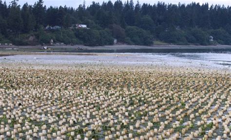 Geoduck Farm – PowerPoint – Protect Zangle Cove