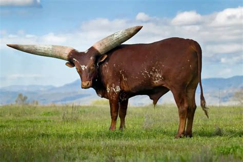 Watusi Bulls: Guide, Info & Facts