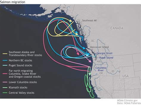 ENSO_map_salmon-migration.png | NOAA Climate.gov