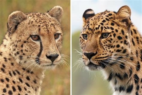 Cheetah vs Leopard - how to tell the two cats apart - The Wildlife Diaries