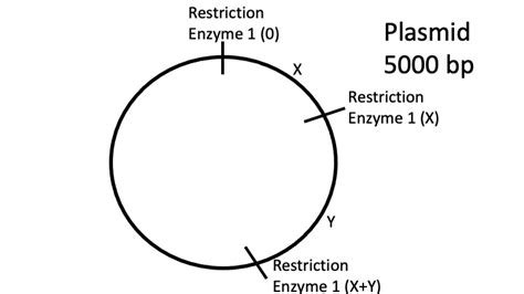 How to Draw a Plasmid Map – The Official Blog of Edvotek®