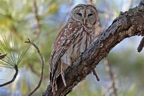 7 Species of Owls in Arkansas (With Pictures) - Bird Feeder Hub