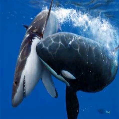 Killer Whale Vs Great White - Orca Kills Shark and Wins Fight | Reckon Talk