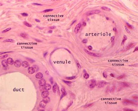 Histology at SIU