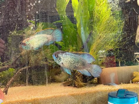 Electric Blue Acara Breeding - Fish Breeding - C.A.R.E.