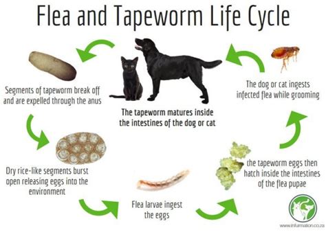 Intestinal Worms: Tapeworms — Pet Vaccination Clinic