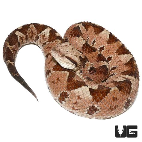 Honduran Jumping Pit Vipers (Atropoides Indomitus) For Sale ...