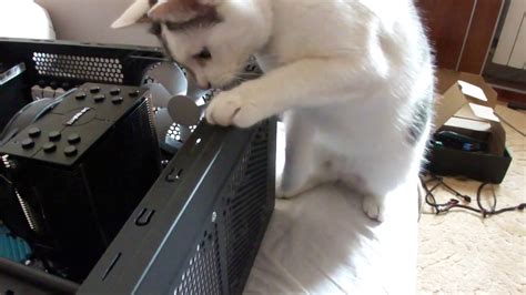 THE CAT IS REPAIRING A COMPUTER :) - YouTube