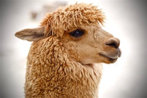 40 Adorable Alpaca Photos to Make You Smile | Reader's Digest