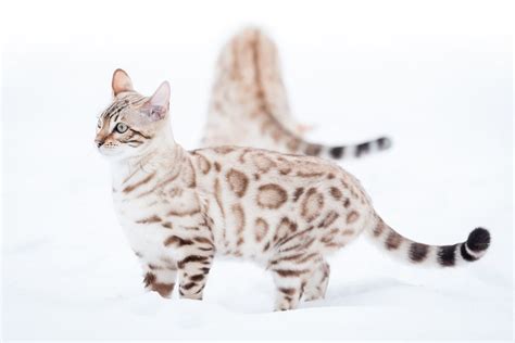 Owning a Snow Bengal Cat: Everything You Need to Know - Bengal Cat Care