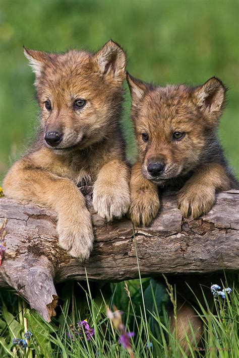 Wolf Cubs Looking For Mom Photograph by Mike Dodak