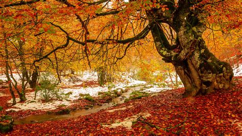 Los paisajes más bonitos del otoño en España