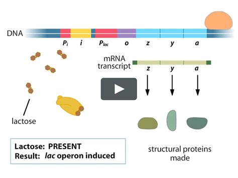 Lac Operon Animation on Vimeo