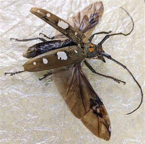 p85a Entomology Taxidermy Batocera Celebiana Framed Beetle Display ...