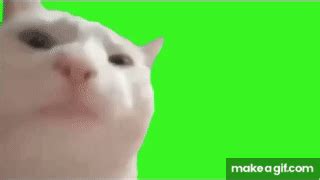 Cat Vibing Meme Green SCreen 60FPS Improved Version on Make a GIF